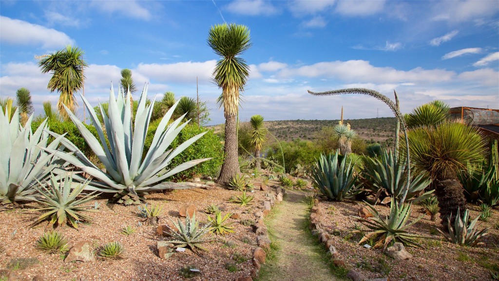 Agave and desert plants at Charco del Ingenio Botanical Garden